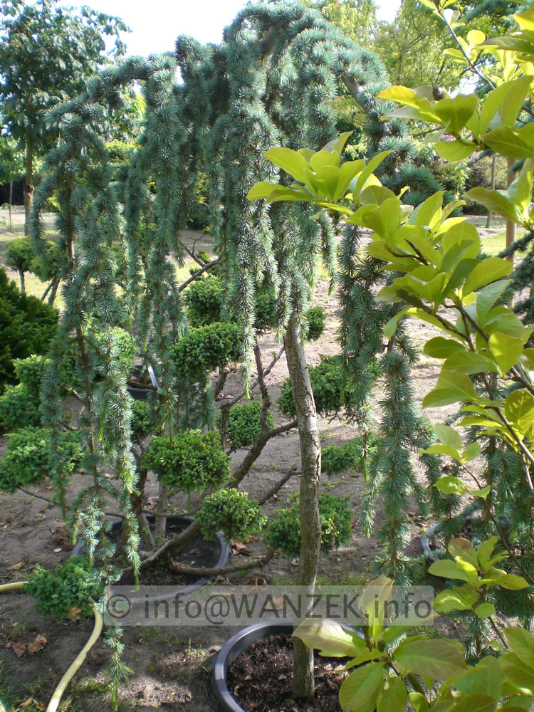 Cedrus atlantica Glauca Pendula - Hochstamm.JPG